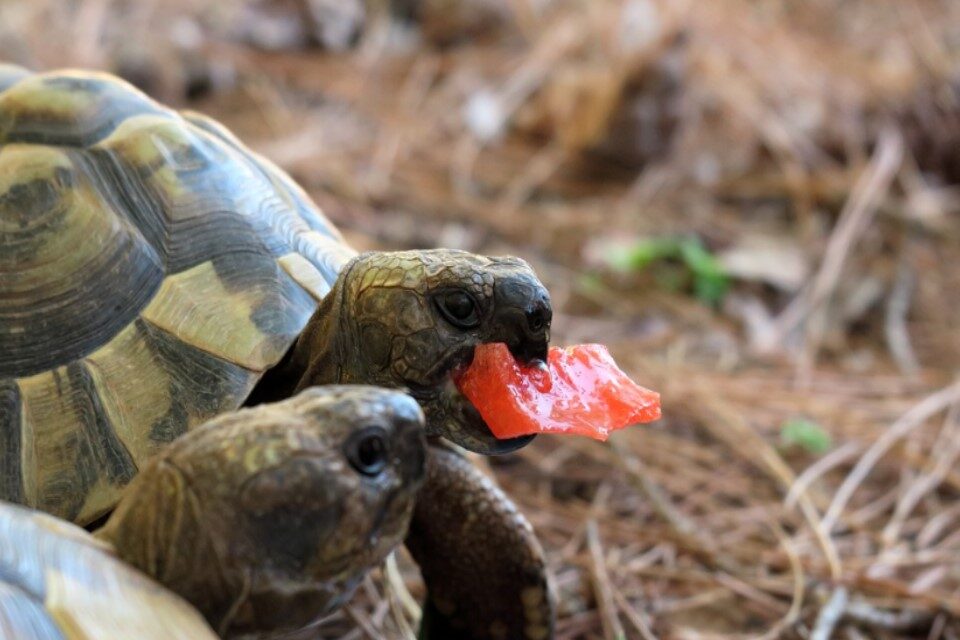 How long can a turtle go without eating?