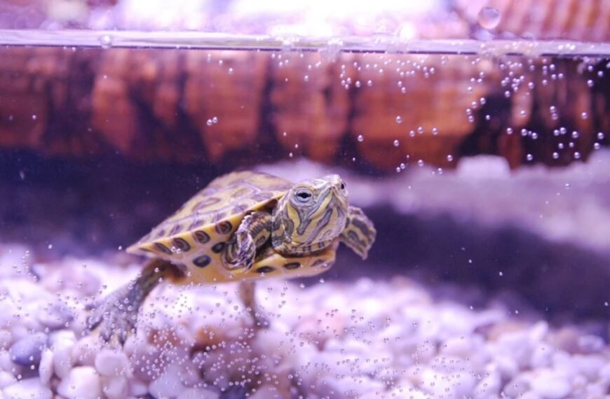 How to keep turtle tank water clear