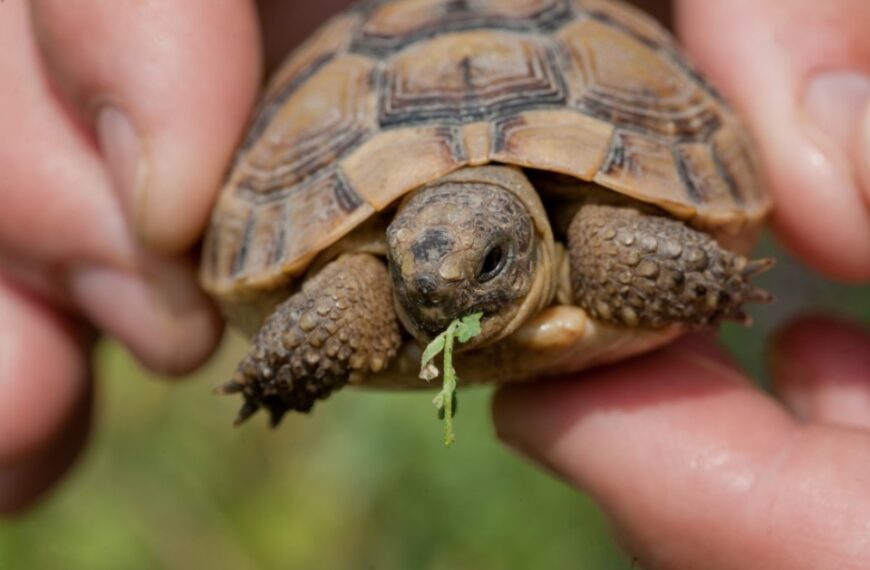 My turtle no longer eats: turtle not eating