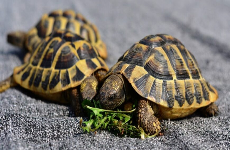 Pet Turtle Food: What do I feed my turtle