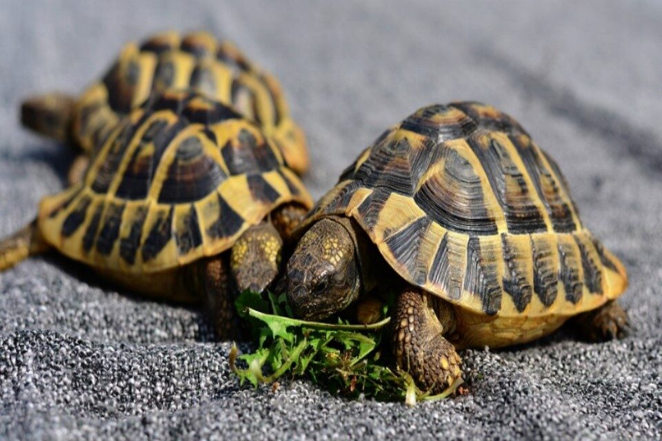 Pet Turtle Food: What do I feed my turtle