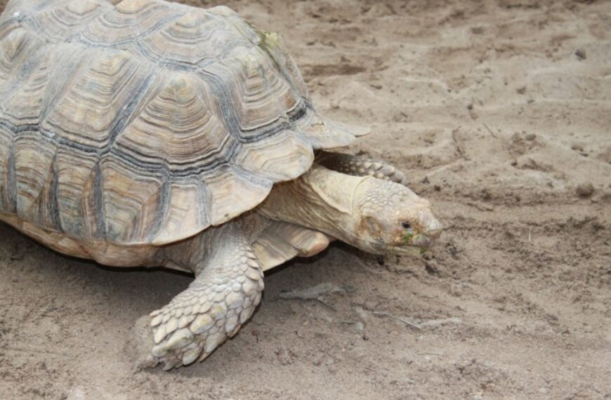 The 5 things to know about the land turtle