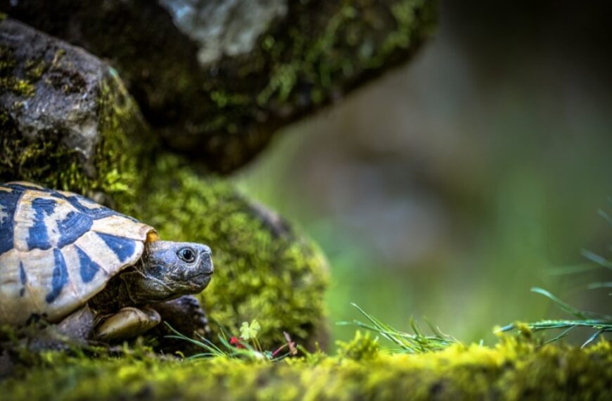 The Difference Between Turtle and Tortoise