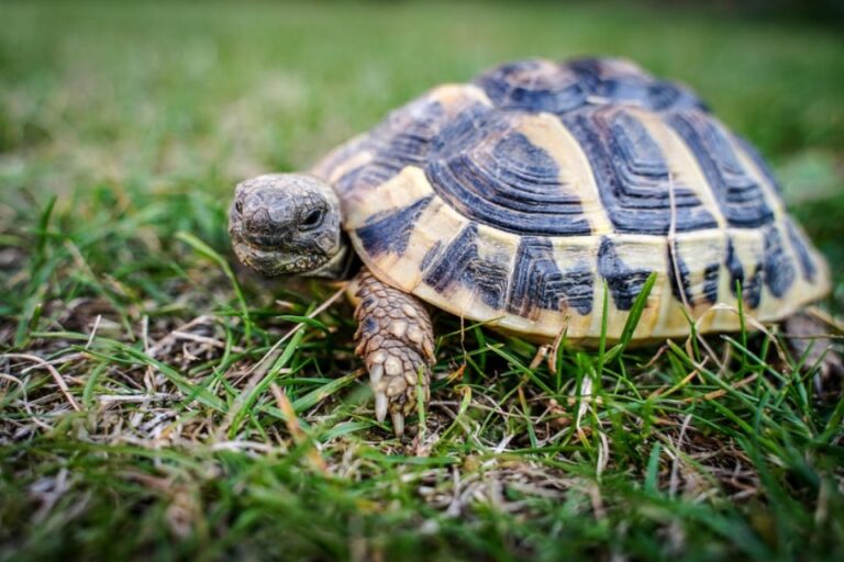 The differences between the Greek tortoise and Hermann tortoise ...