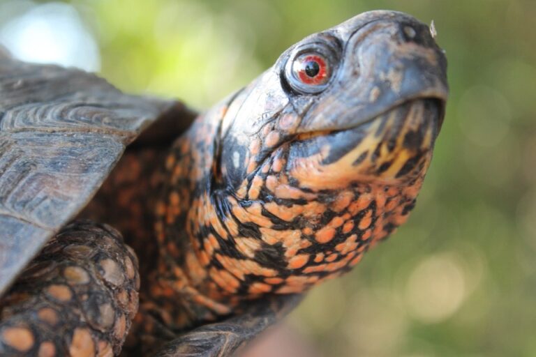 Do Box Turtles Bite - Critter Sanctuary