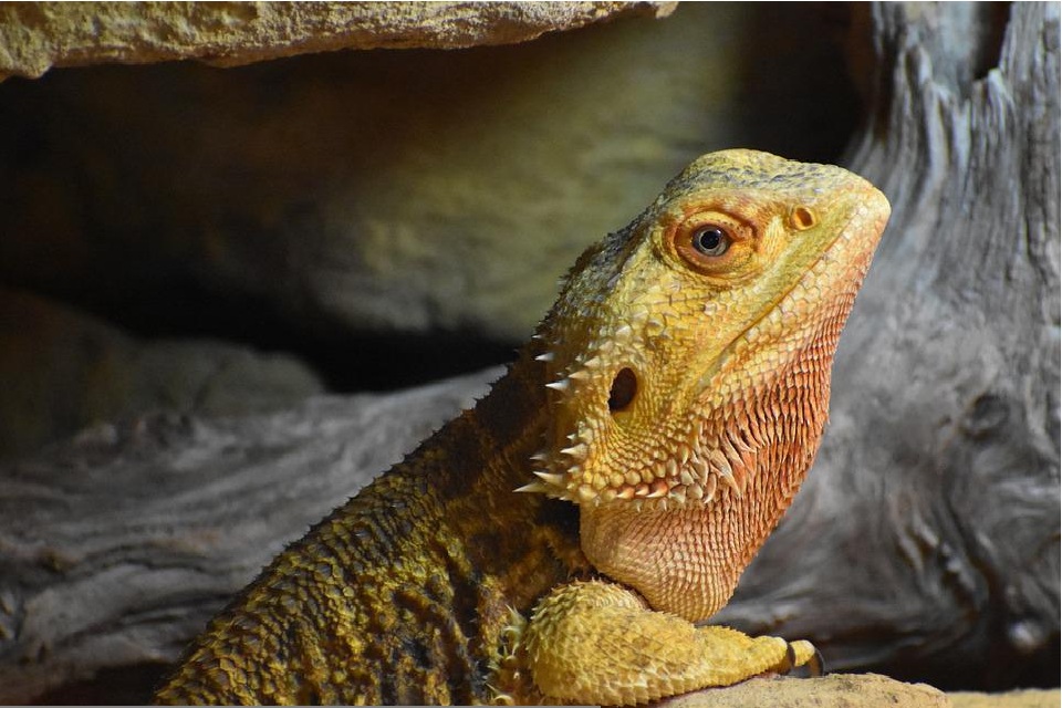 Bearded Dragon Tail Rot - Home Remedies