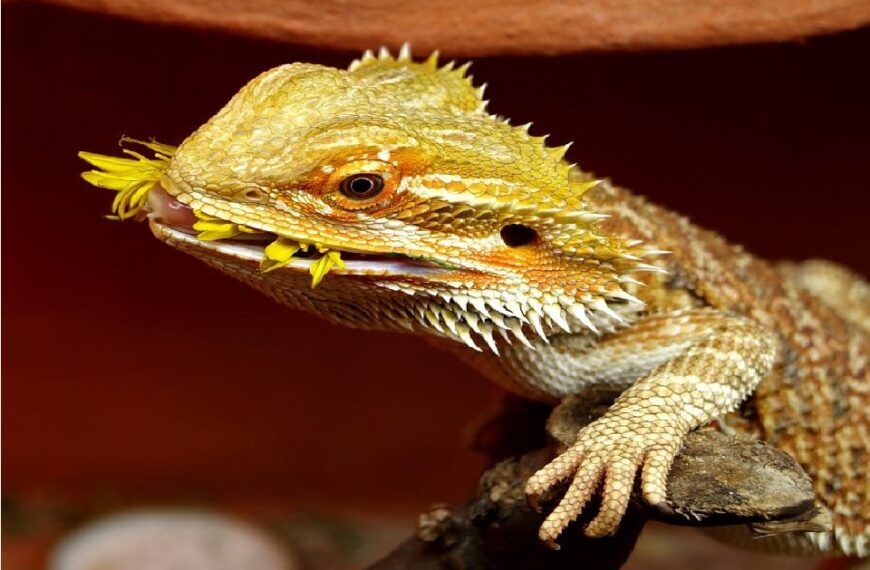 Can Bearded Dragons Eat Apples?