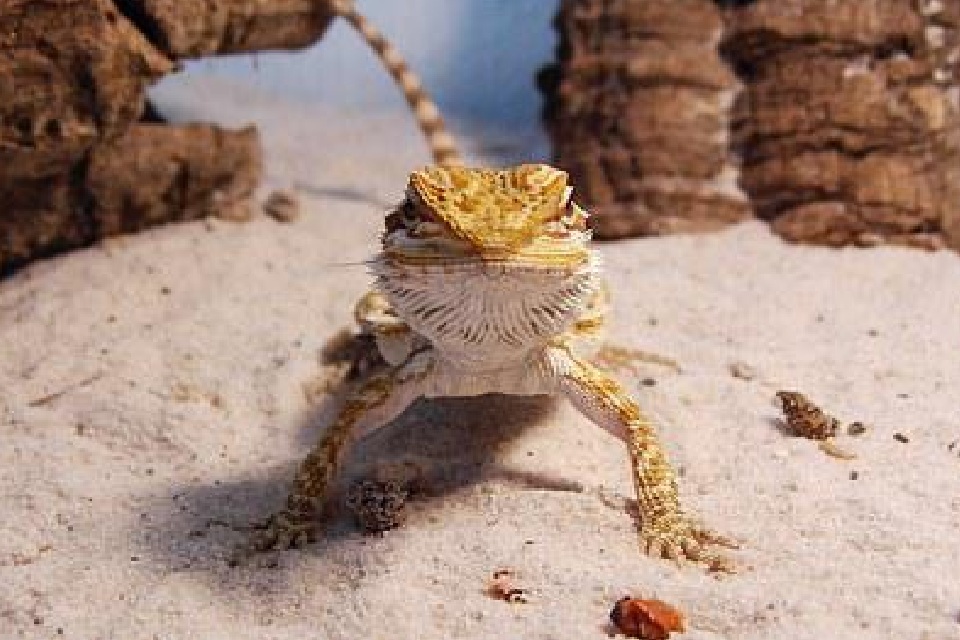 What Does It Mean When a Bearded Dragon Licks You?