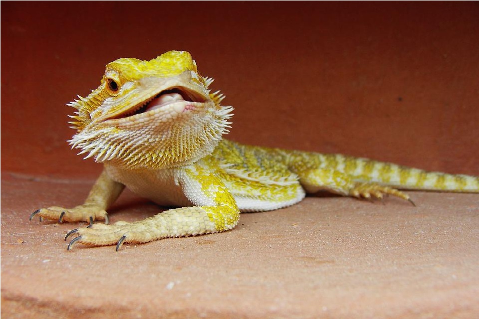 Why Do Bearded Dragons Wave?