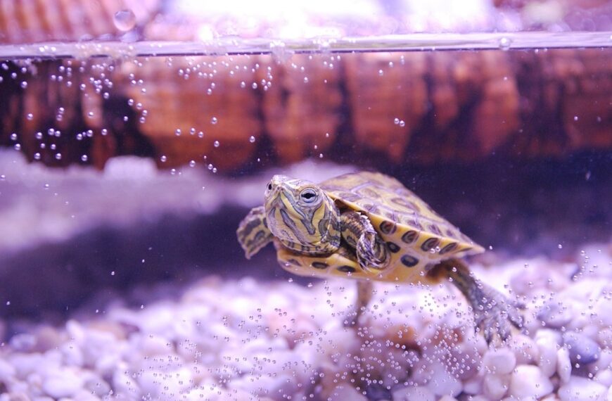 Can Turtles and Fish Live in The Same Tank?