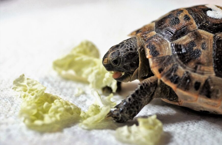 Can you overfeed a turtle?