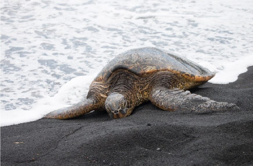 How Do Sea Turtles Sleep?